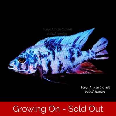 PAIR HALF COLOURED SEXED - Sciaenochromis fryeri OB "Blue ice" - 8cm *LINE BRED*